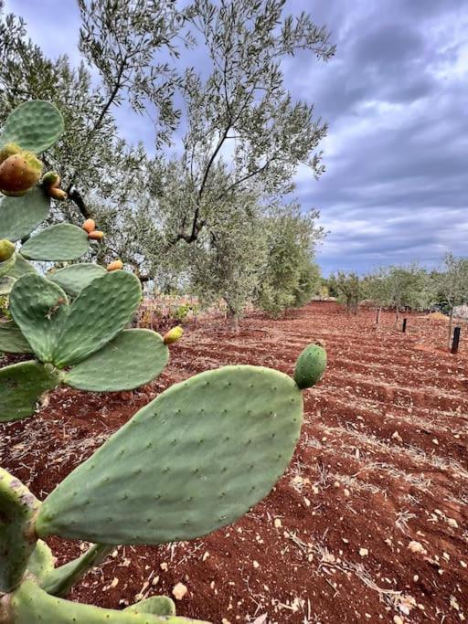 Al Pepe Nero - Casa In Campagna A Soli 5 Minuti Dal Mare Polignano a Mare Zewnętrze zdjęcie